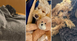 Köpeklerimiz neden çok uyuyor?