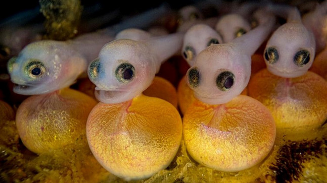 2023 yılının en iyi su altı fotoğrafları seçildi (2023  Underwater Photography Of The Year)