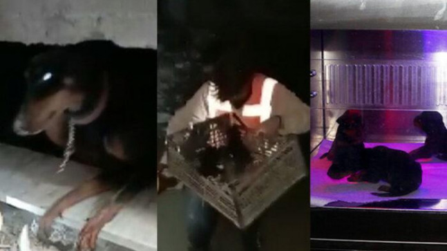 29 gün sonra gelen mucizenin adı: Şila… Enkaz altında doğum yaptı