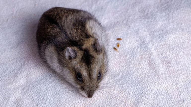 Hamster Türleri ve İsimleri Nedir Hamster Özellikleri Nelerdir