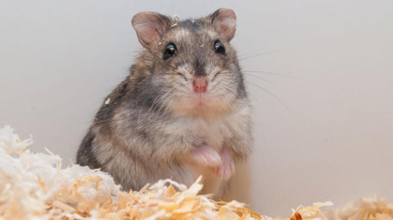 Hamster Türleri ve İsimleri Nedir Hamster Özellikleri Nelerdir