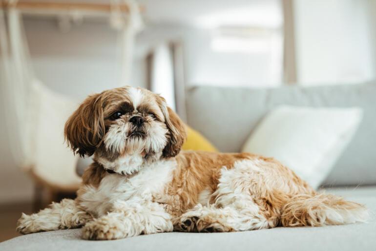 Fino Köpek Cinsleri: Fino Cinsi Köpek Türleri, İsimleri ve Özellikleri Nelerdir